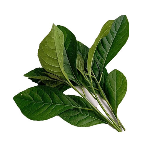 African Leaf