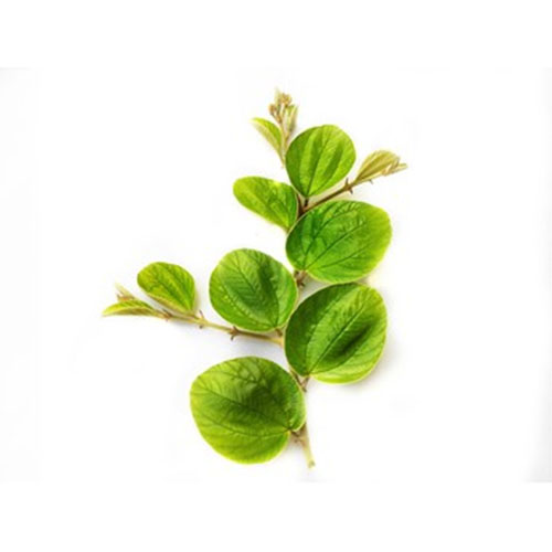 Sidr Leaf
