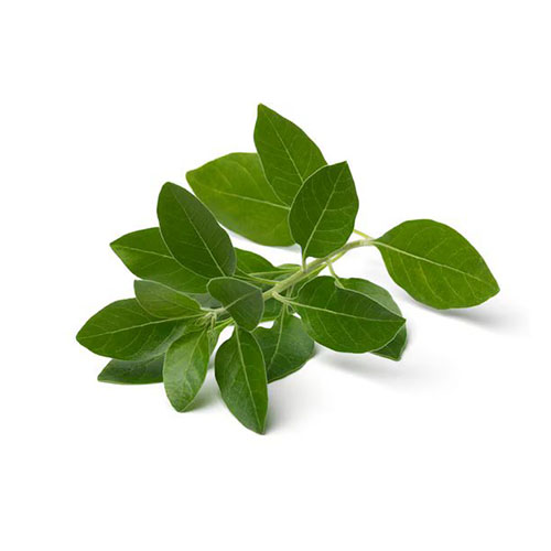 Marsh Fleabane Leaf