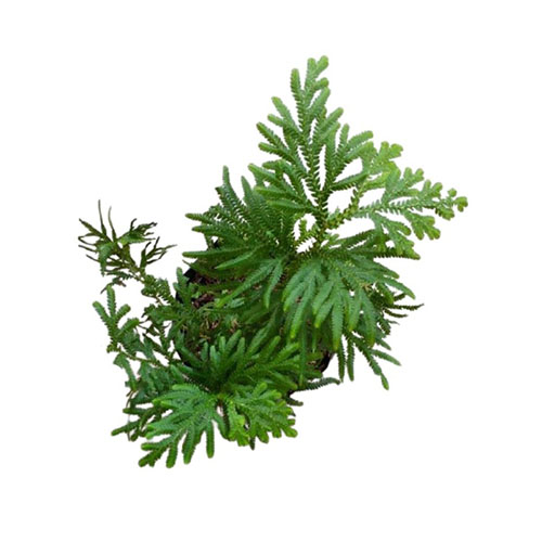 Chicken Claw Leaf