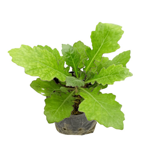 Gynura Leaf