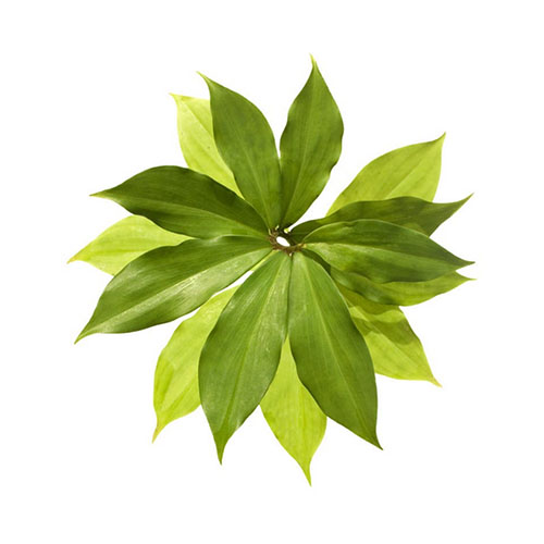Insulin Plant Leaf