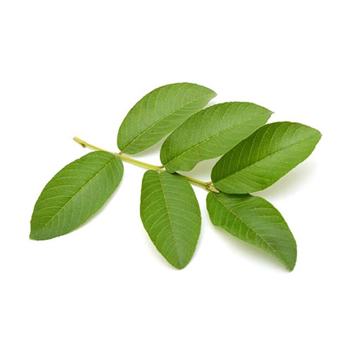 Guava Leaf