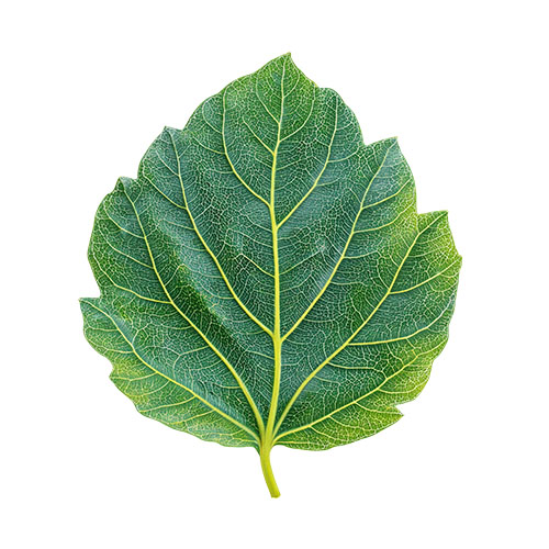 Wild Teak Leaf