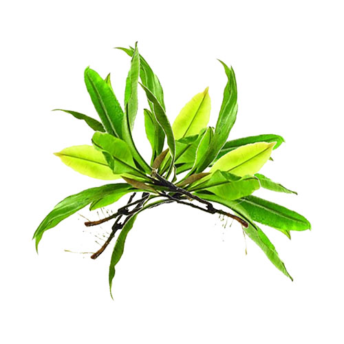 Kacip Fatimah Leaf