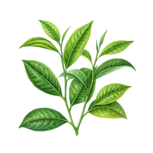 Strobilanthes Leaf