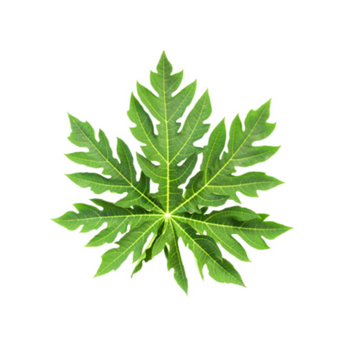 Papaya Leaf