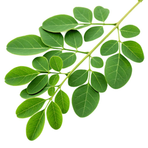 Moringa Leaf