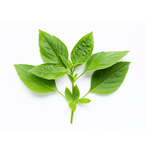 Basil Leaf