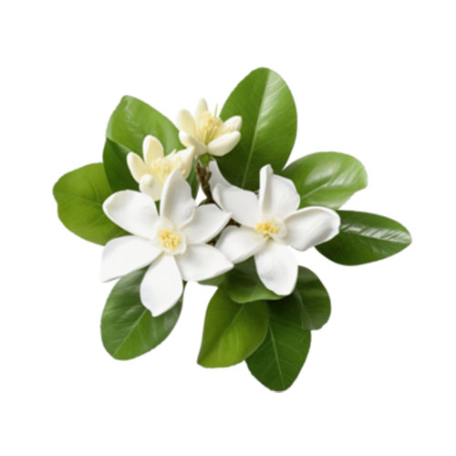 Orange Jasmine Leaf