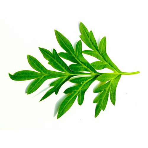 Cosmos Leaf