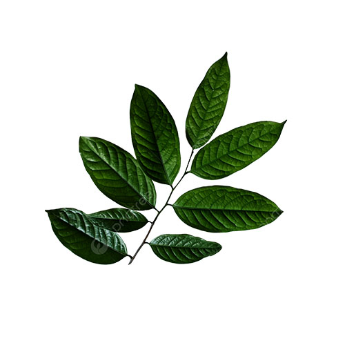 Kepel Leaf