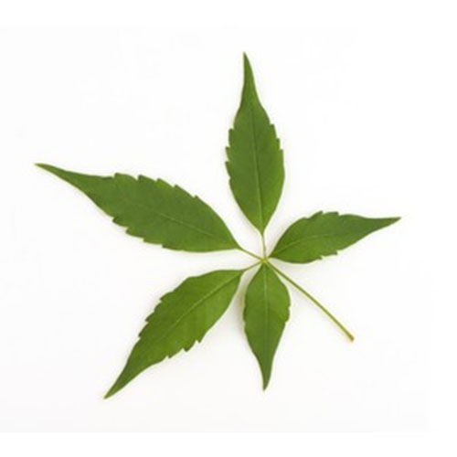 Five-Leaved Chaste Tree Leaf