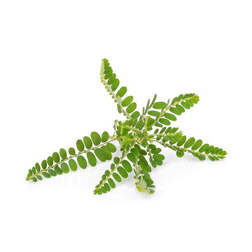 Phyllanthus Leaf