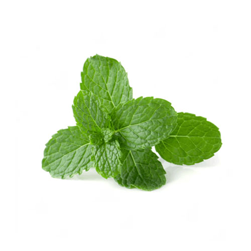 Mint Leaf
