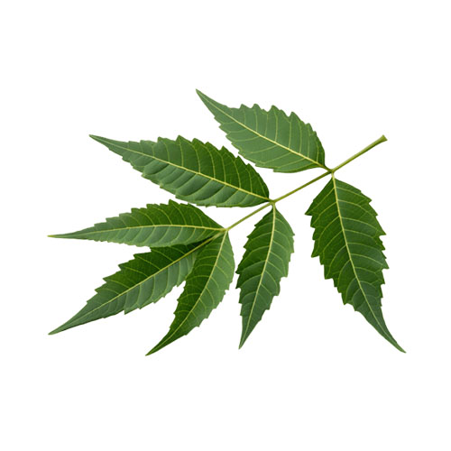 Neem Leaf