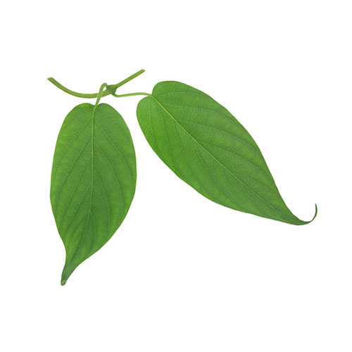 Skunk Vine Leaf