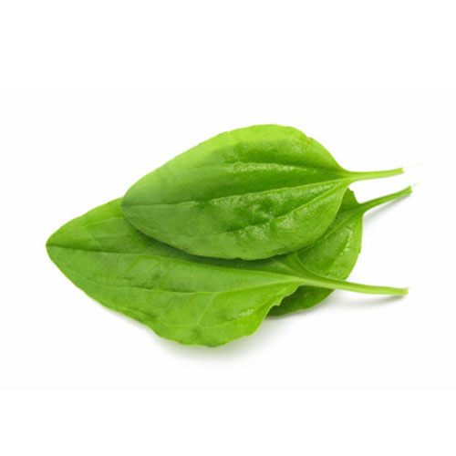 Spoon Leaf