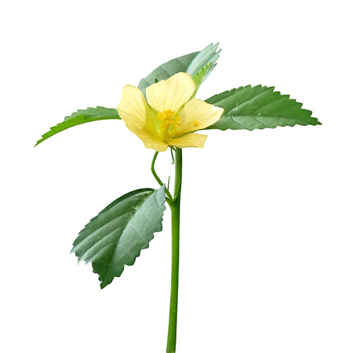 Sidaguri Leaf
