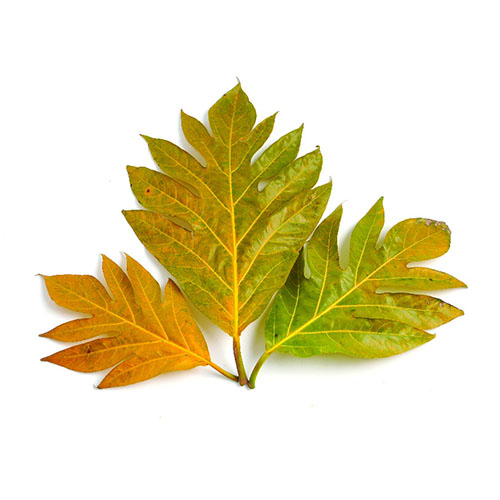 Breadfruit Leaf