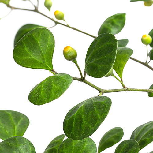 Tabat Barito Leaf