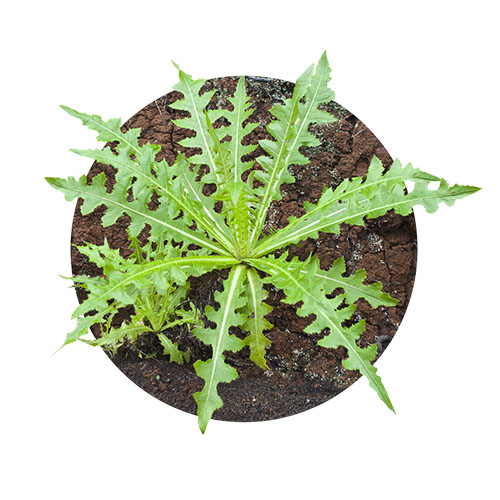 Tempuyung Leaf