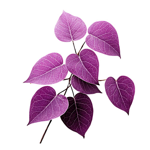 Purple Leaf