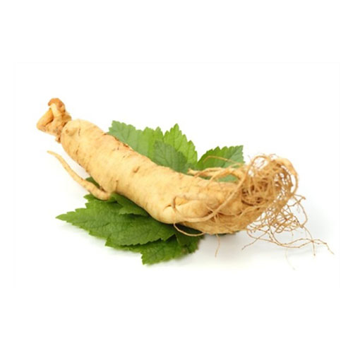 Javanese Ginseng