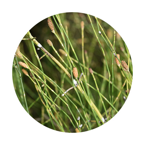 Greges Otot Herb