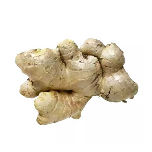 Elephant Ginger