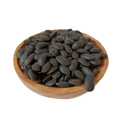 Kedawung Seed