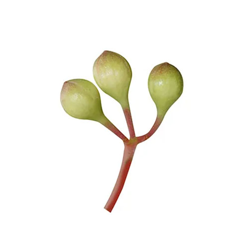 Cinchona Bark