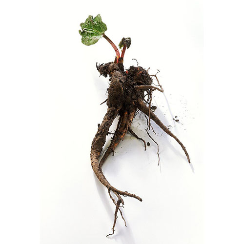 Rhubarb Root