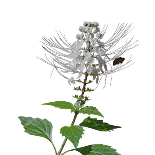 Wild Cat's Whiskers