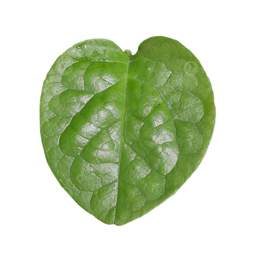 Binahong Leaf