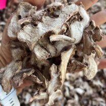 dried red ginger